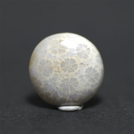 CATEGORY フォッシルコーラル | mineralhonpo