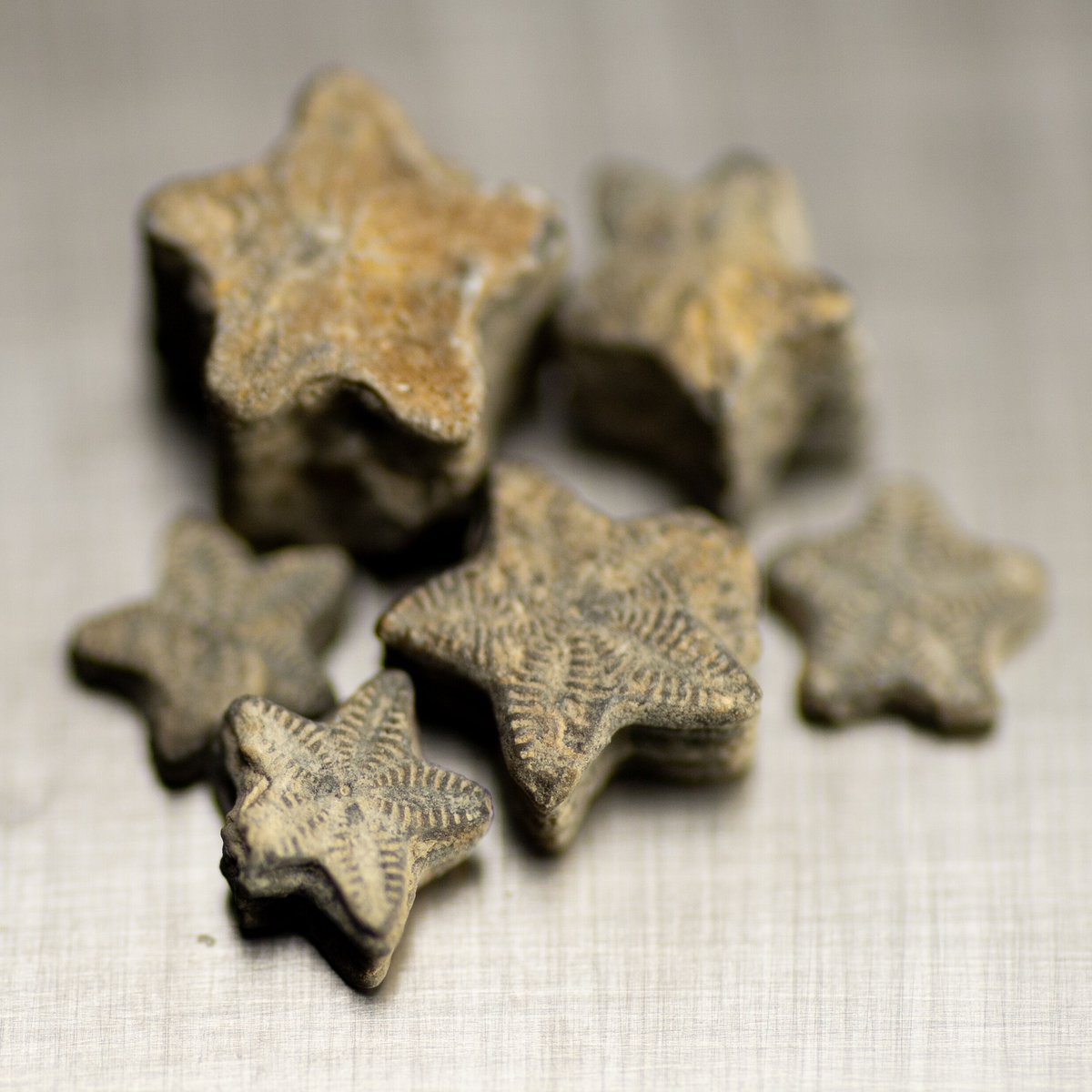 ウミユリ化石 化石ギャラリー｜ウミユリ