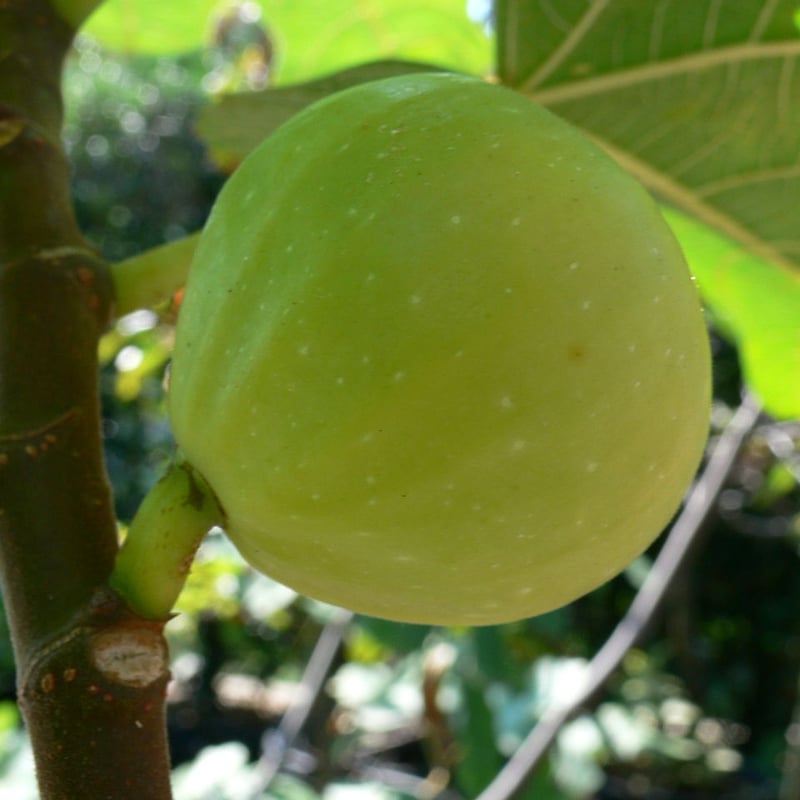 Mary Lane | Lynx Fruit Collection