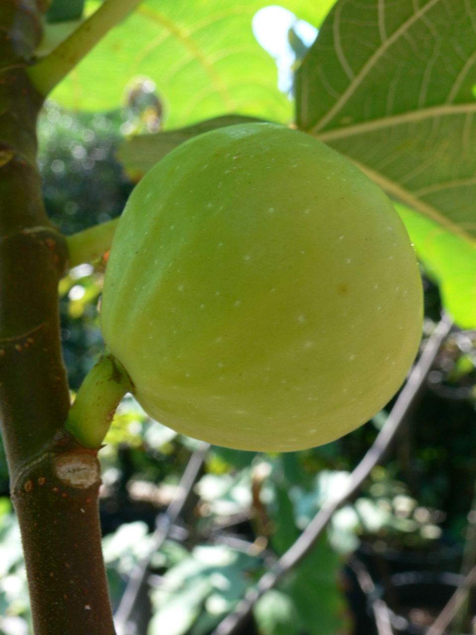 Mary Lane | Lynx Fruit Collection