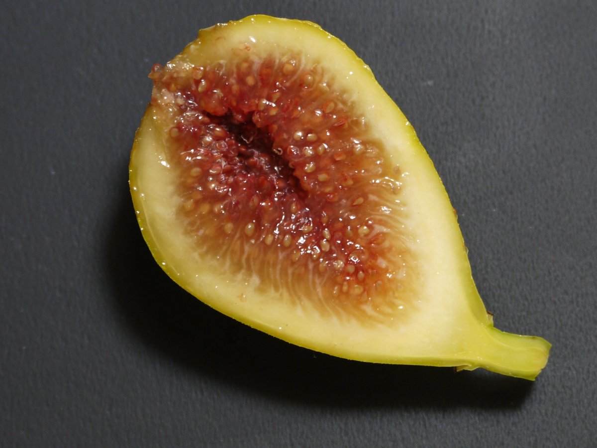 Monaco | Lynx Fruit Collection