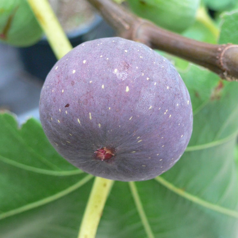 Noire de Barbentane | Lynx Fruit Collection