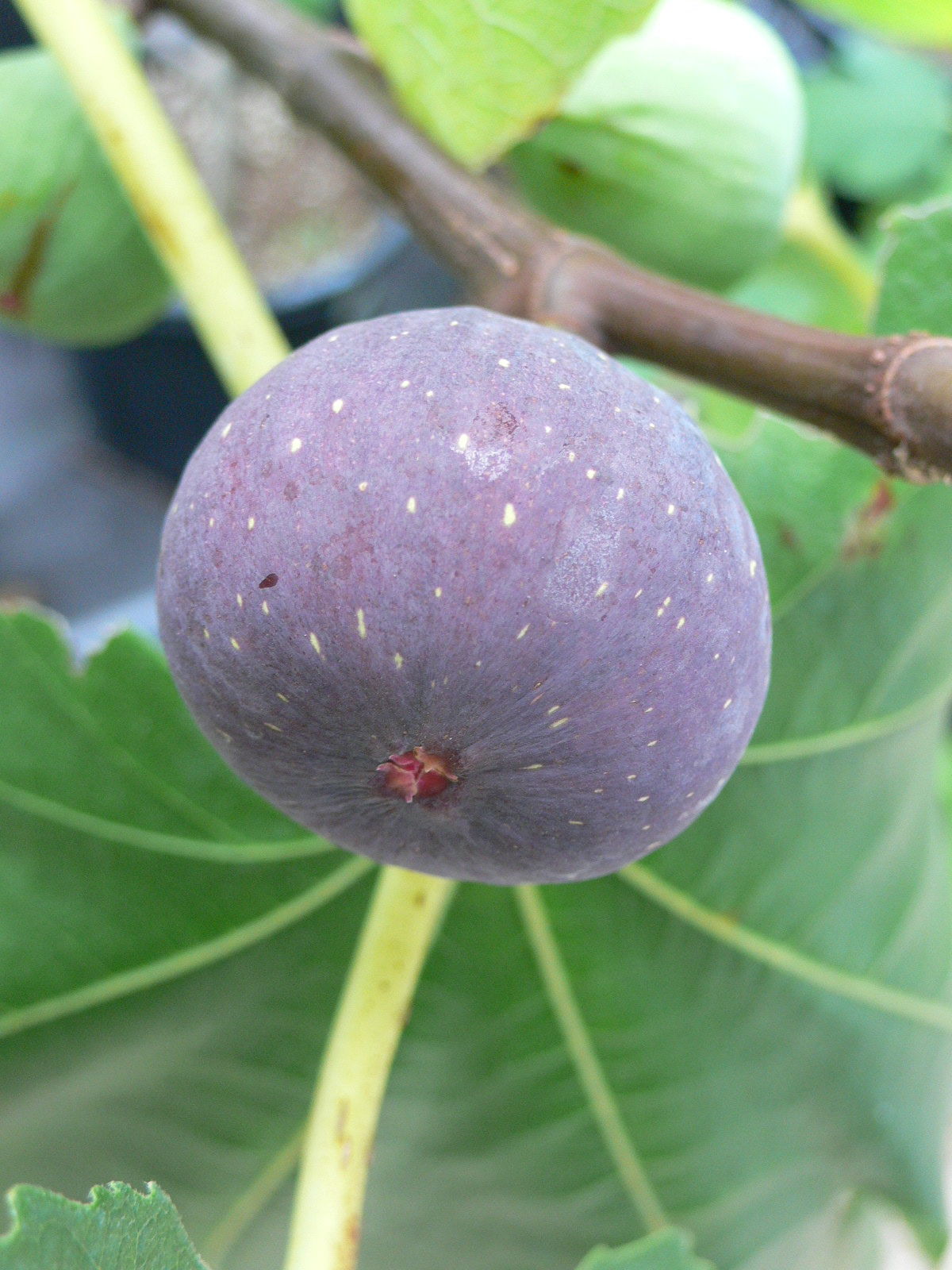 Noire de Barbentane | Lynx Fruit Collection