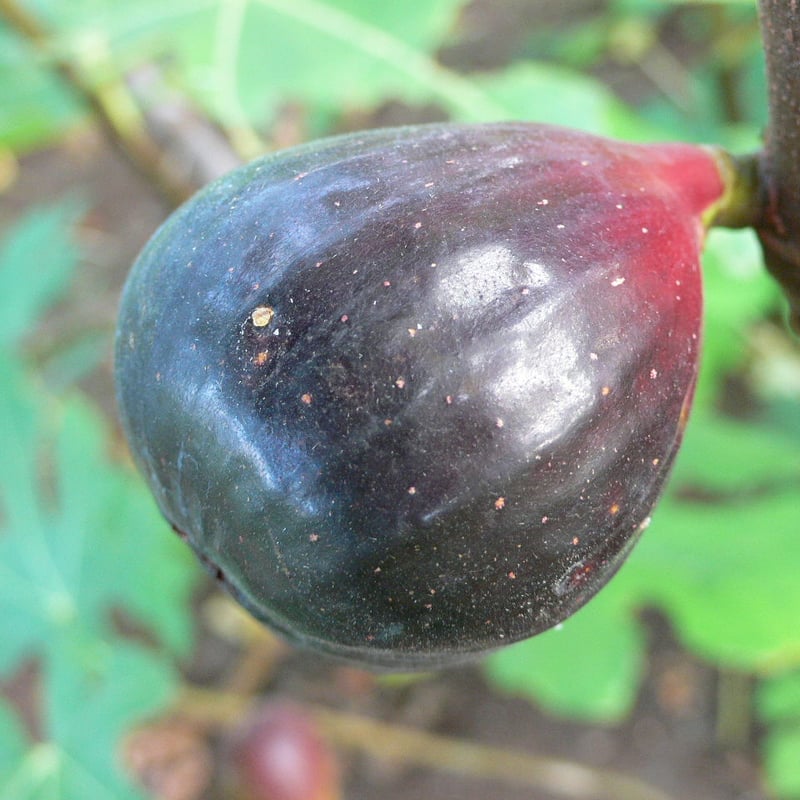 Abicou | Lynx Fruit Collection Abicou | Lynx Fruit Collection