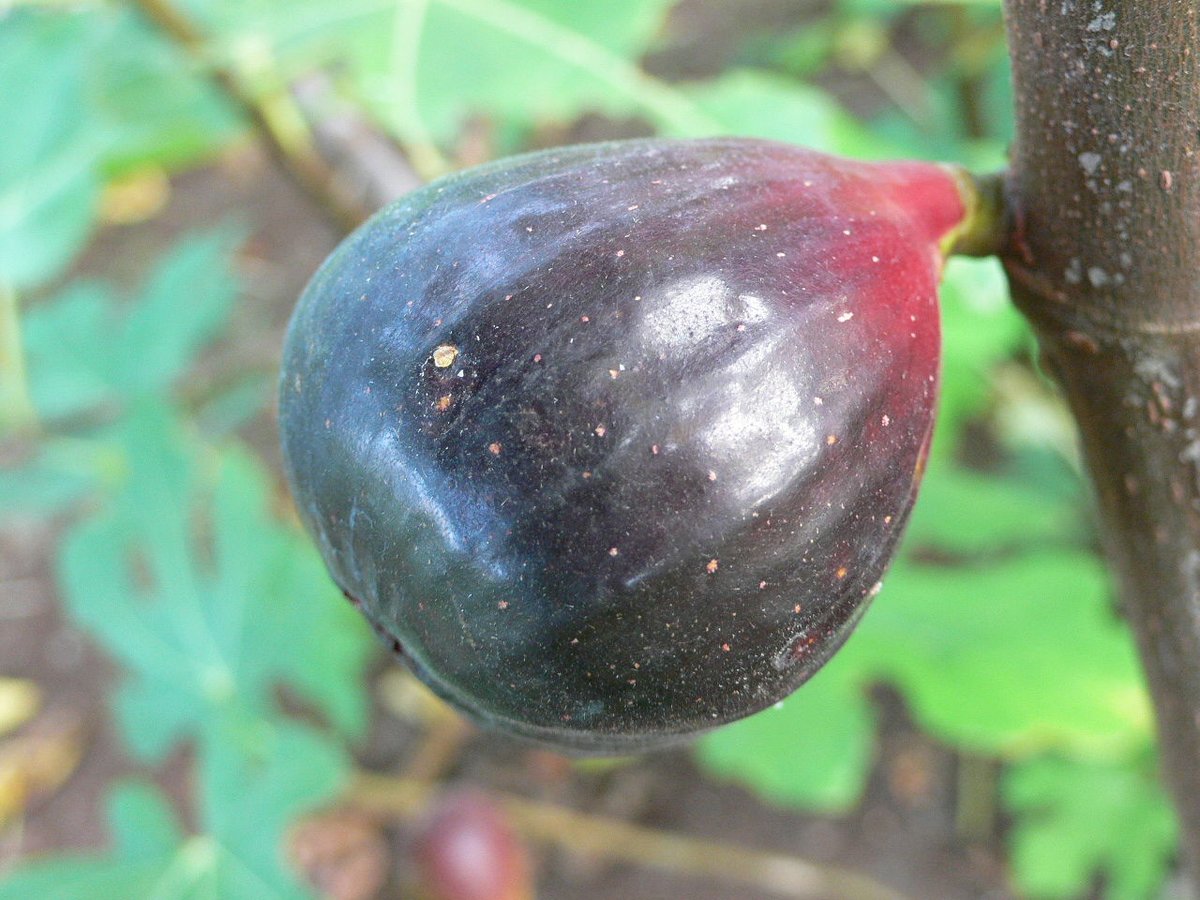 Abicou | Lynx Fruit Collection