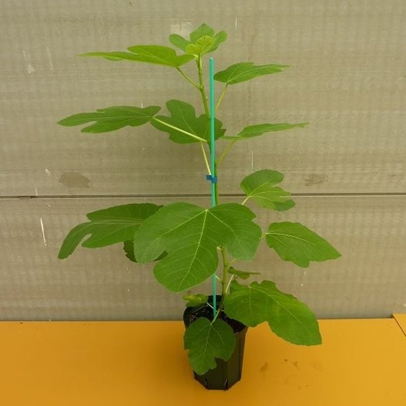 【marudoraさま専用】LSU Gold 挿木苗 ほか2点 LSU Gold苗 大サイズ【送料無料】【予約商品