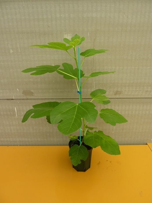 【marudoraさま専用】LSU Gold 挿木苗 ほか2点 LSU Gold Fig（LSUゴールド イチジク）の特徴・味・耐寒性・栽培