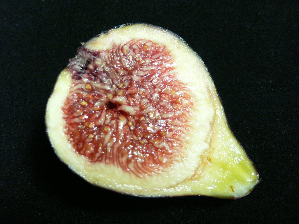 イチジク　サンミッシェル　苗木 イチジク苗木2本セット サンミッシェル（Noire de Barbentane)