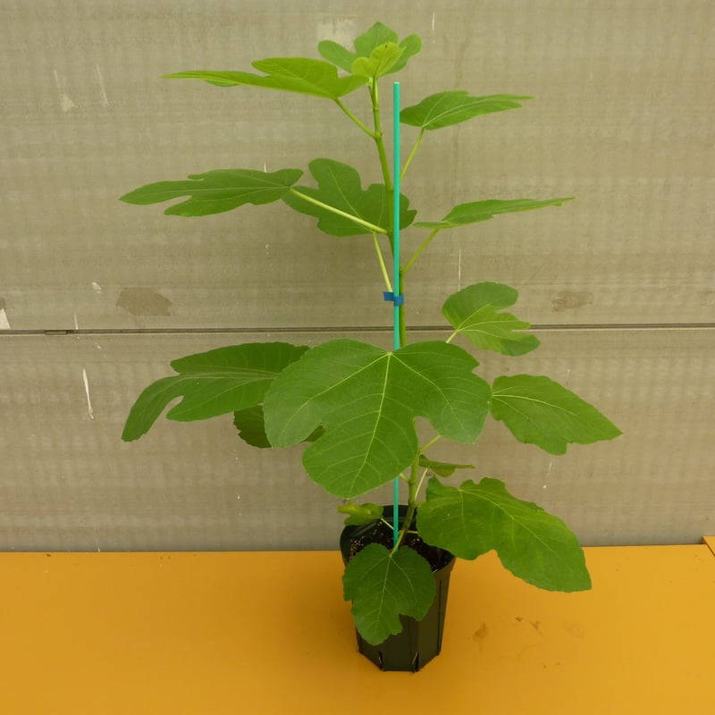 Abicou（アビク） 収穫確認済み イチジク苗 Abicou | Lynx Fruit