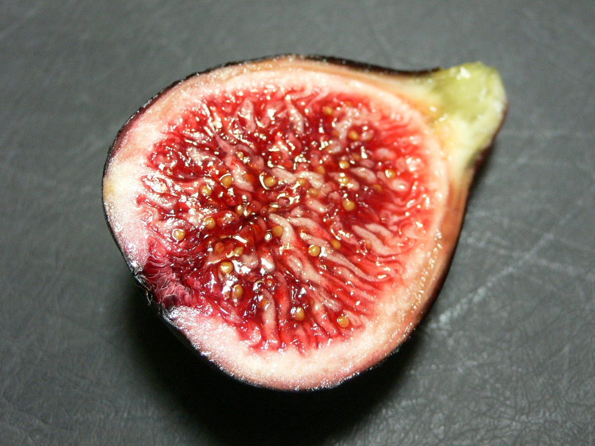 レディブラック　大苗 fit=scale-down,w=1200