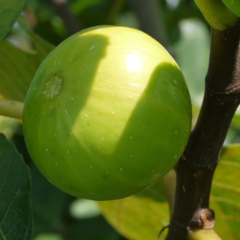 LSU Gold | Lynx Fruit Collection