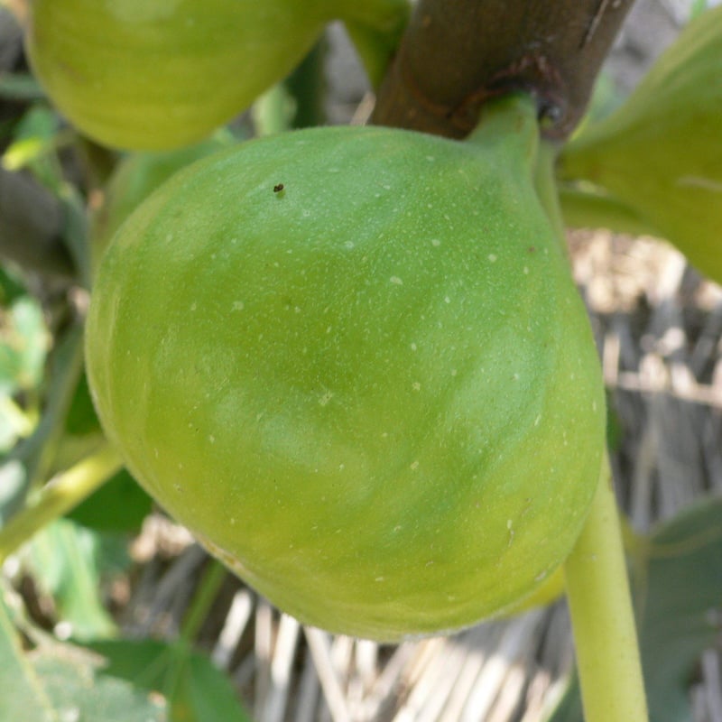 Blanche d'Argenteuil | Lynx Fruit Collection
