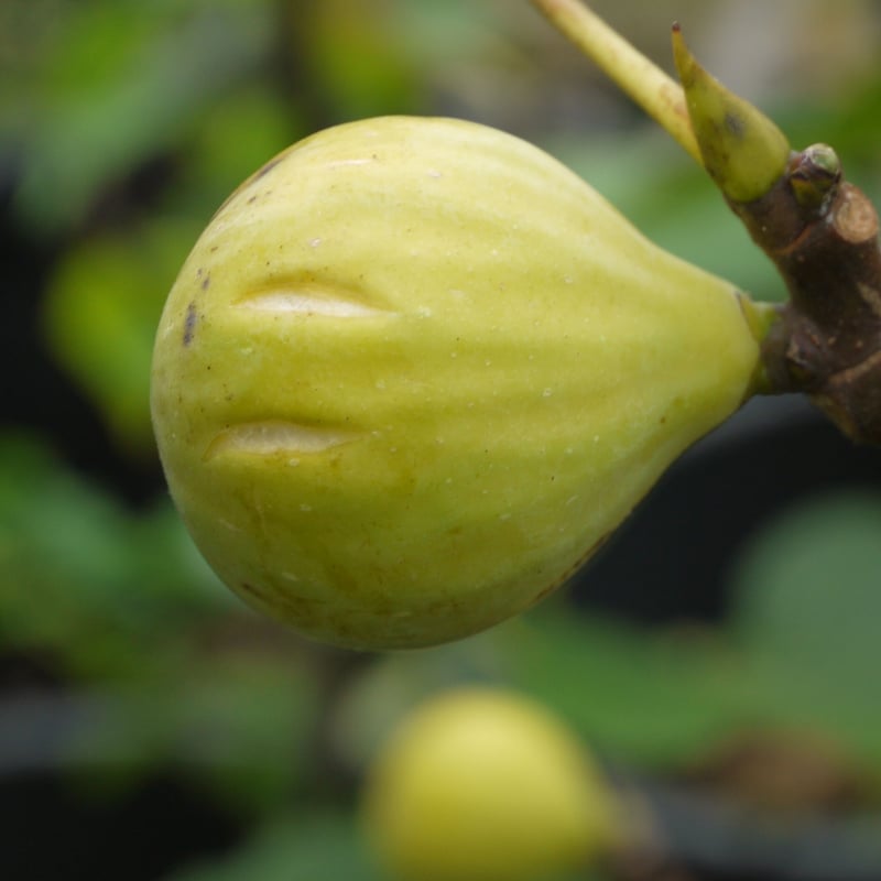 Sucrette | Lynx Fruit Collection Sucrette | Lynx Fruit Collection