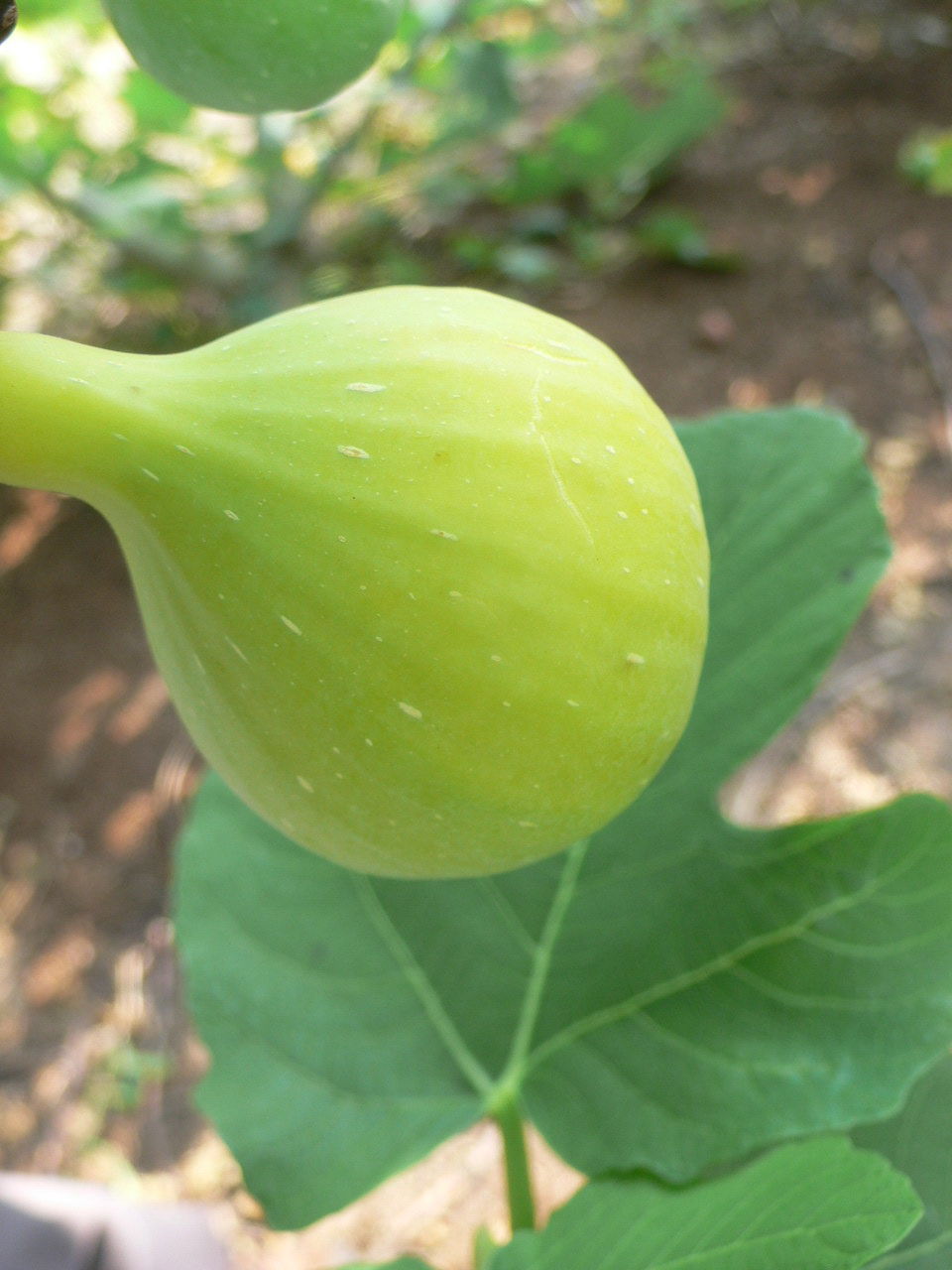 レディーホワイト | Lynx Fruit Collection