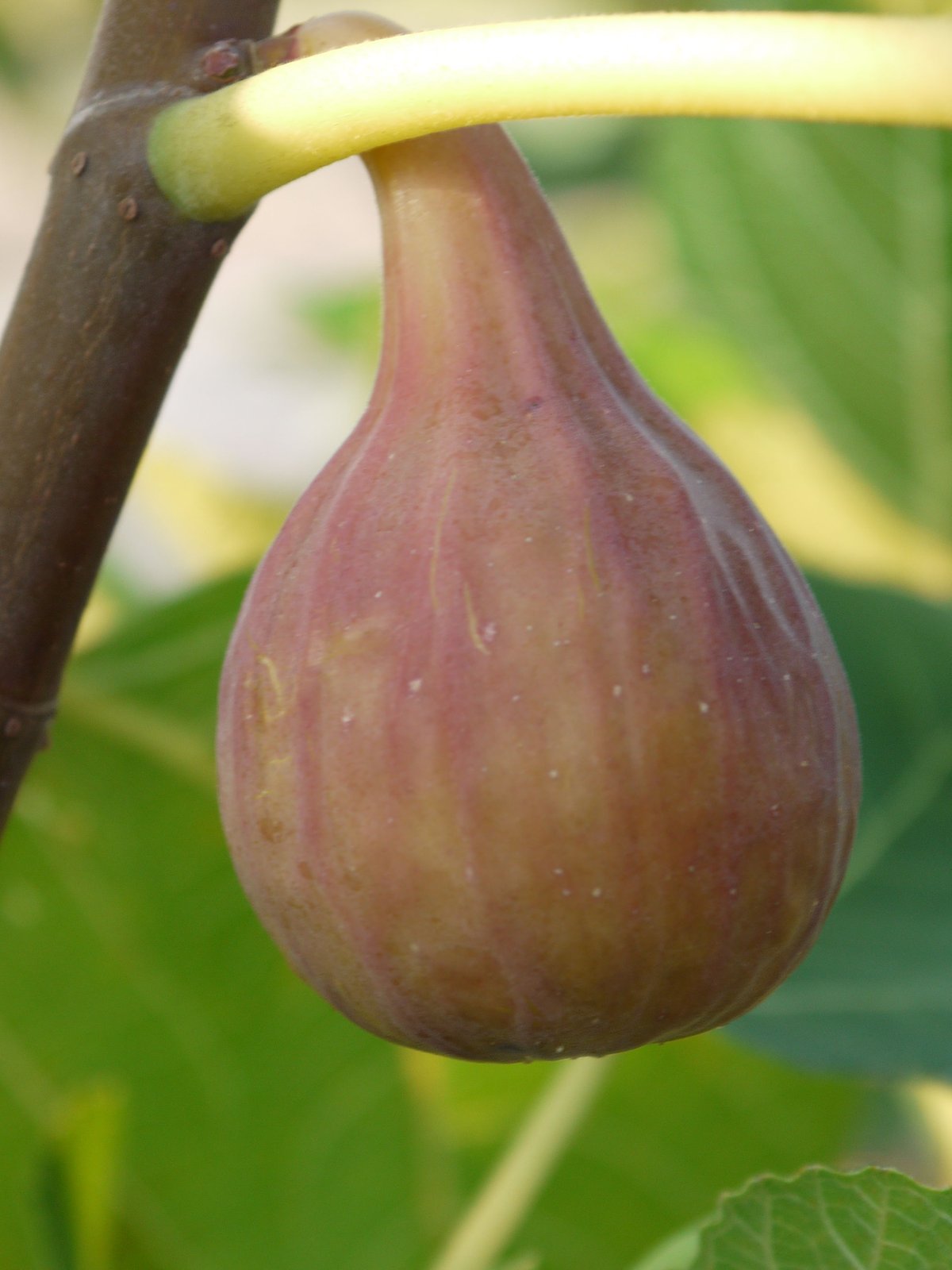 O'rourke | Lynx Fruit Collection