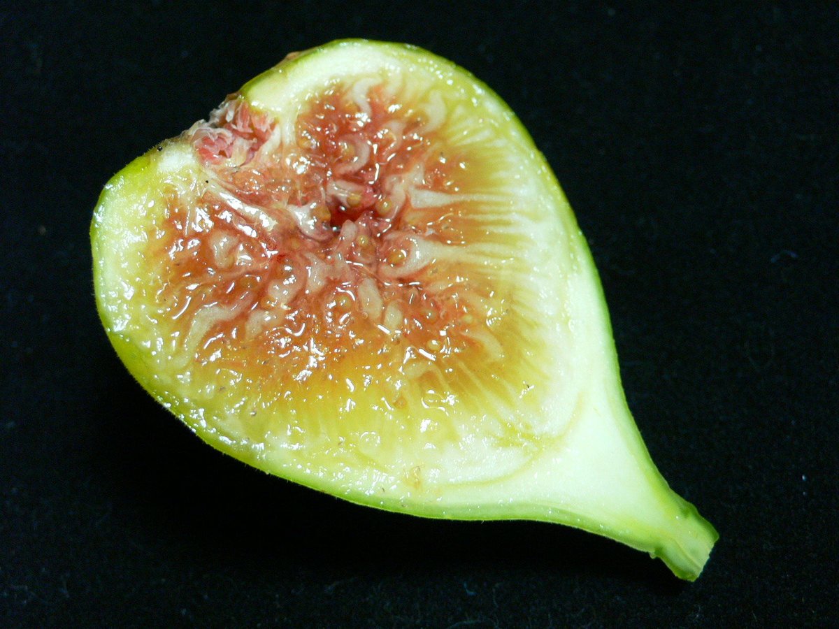 Blanche d'Argenteuil | Lynx Fruit Collection