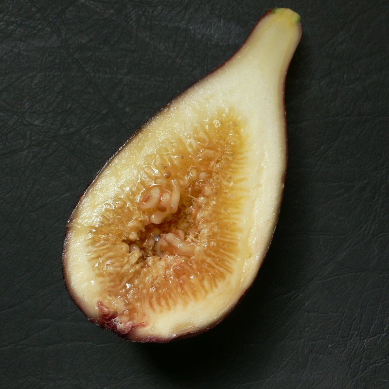 LSU Purple | Lynx Fruit Collection LSU Purple | Lynx Fruit Collection