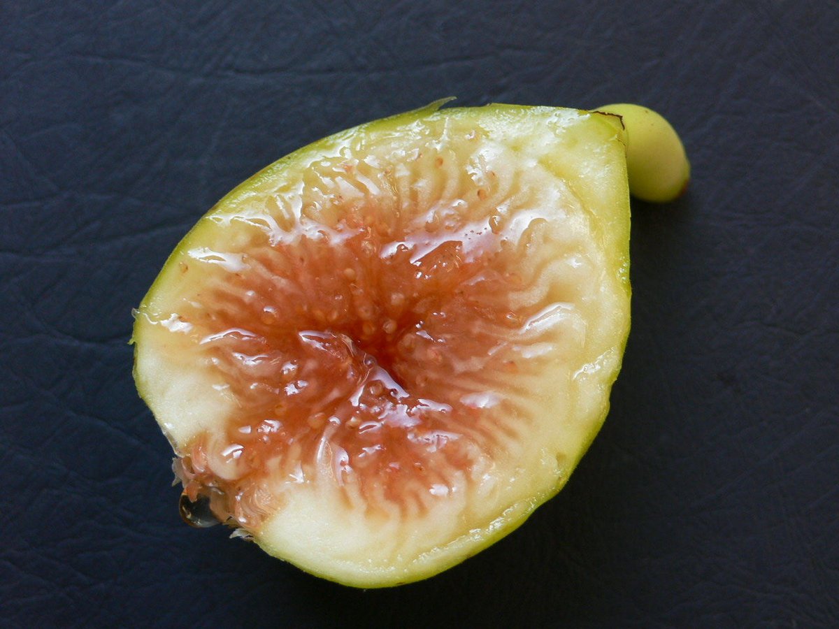 LSU Everbearing | Lynx Fruit Collection