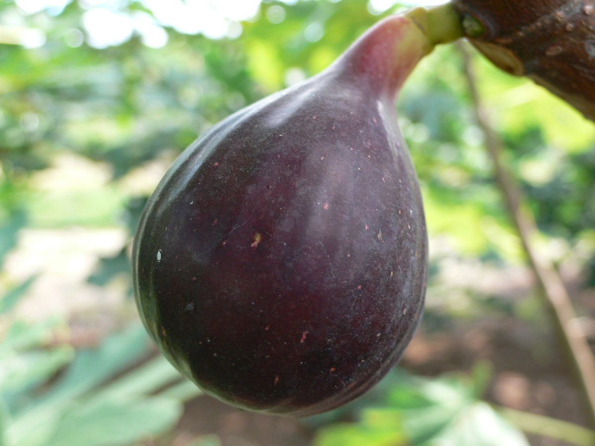 fit=scale-down,w=1200