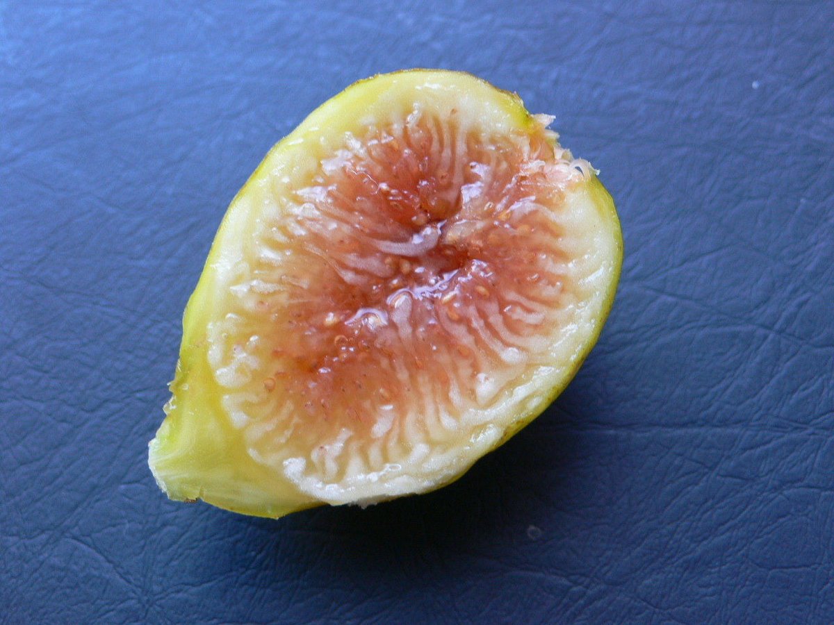 Figue De Marseill | Lynx Fruit Collection