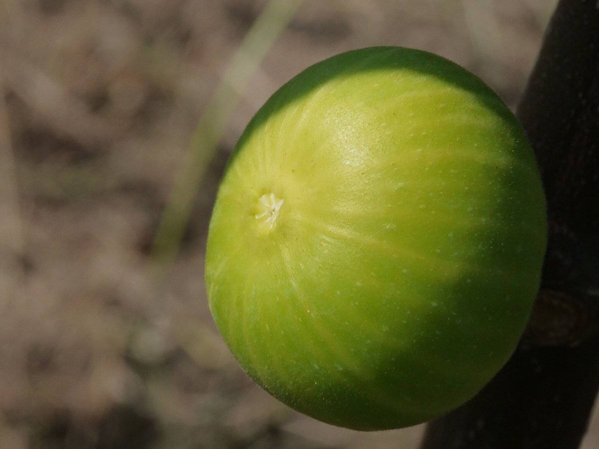 Deanna | Lynx Fruit Collection