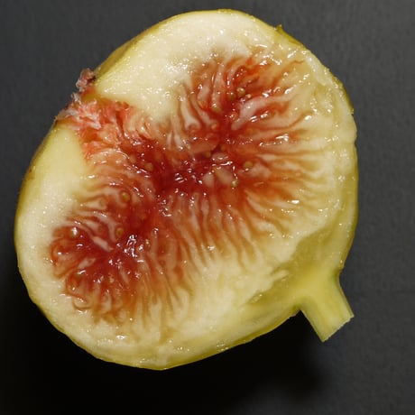 Lynx Fruit Collection