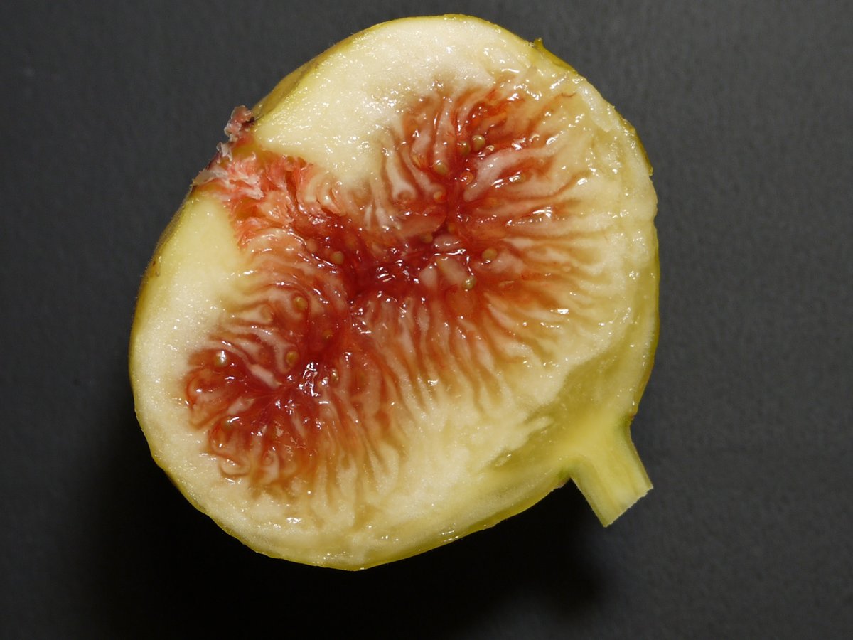 ハイファー | Lynx Fruit Collection