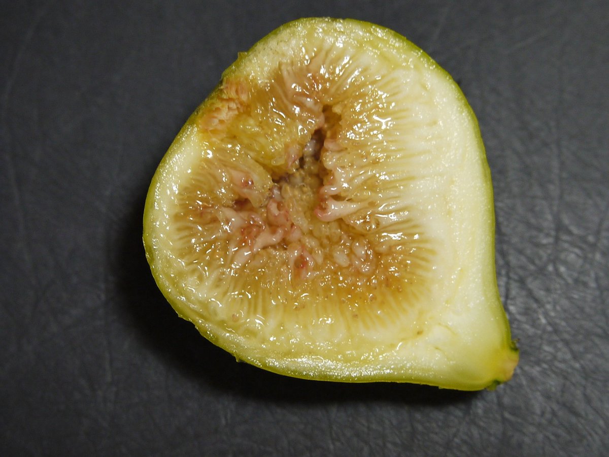 LSU Gold | Lynx Fruit Collection