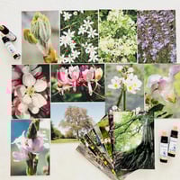 書籍 『バッチフラワーエッセンス 水のパターン』 | mahina pharmacy