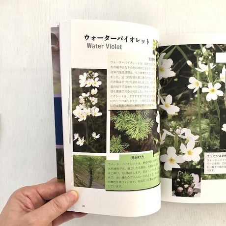 写真でたどるバッチフラワーー内なるエッセンスー