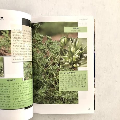 写真でたどるバッチフラワーー内なるエッセンスー