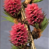 5フラワーレメディ Five Flower Remedy / バッチ フラワーレメディ | m