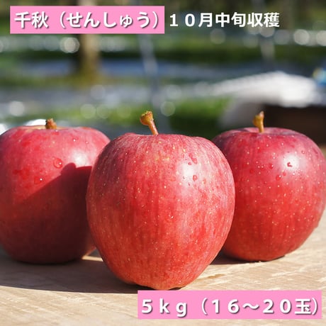 「千秋」５ｋｇ（１４～１８玉）【青森県産りんご：家庭用】【送料込み】