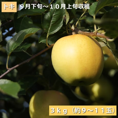 「トキ」３ｋｇ（約９～１０玉）【青森県産りんご:家庭用】【送料込み】