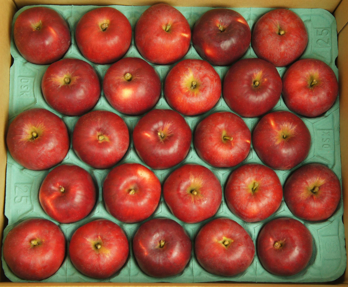 紅玉」5kg(18~25玉)【青森県産りんご:家庭用・加工用 紅玉」5kg(18~25玉)【青森県産りんご:家庭用・加工用