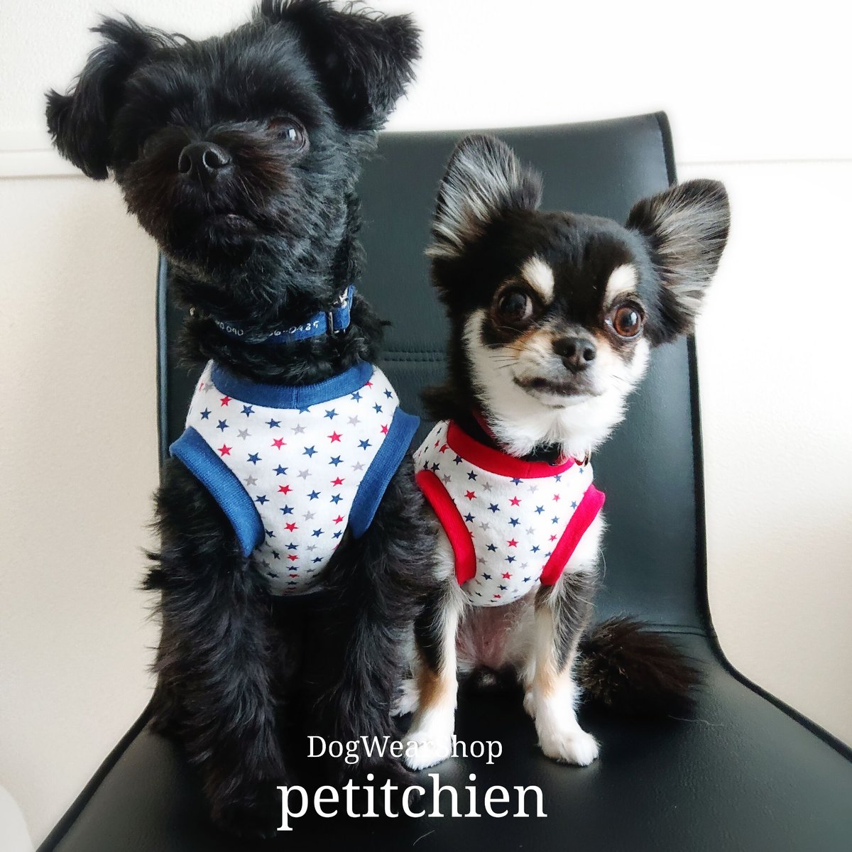 犬服 S わんこの普段着　水色の星 犬服 S わんこの普段着 水色の星 手触り抜群！DogBaby 星柄