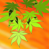 イラスト もみじ 2 ポストカード