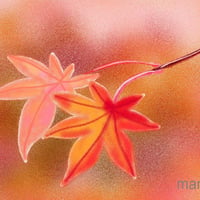 イラスト もみじ 1 ポストカード