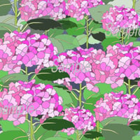 イラスト 紫陽花 ピンク A4サイズ 額入り
