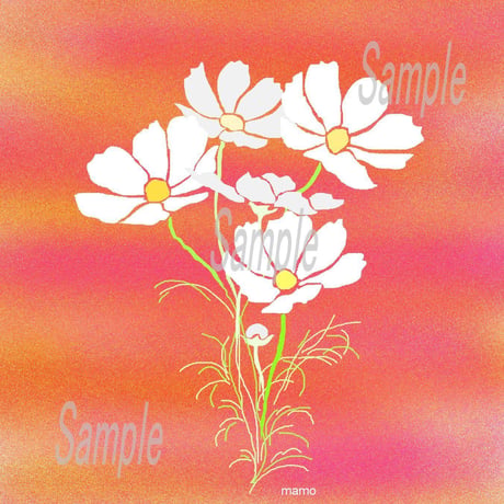 イラスト 白いコスモス A4サイズ