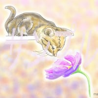 イラスト コスモスとネコ A4サイズ 額入り