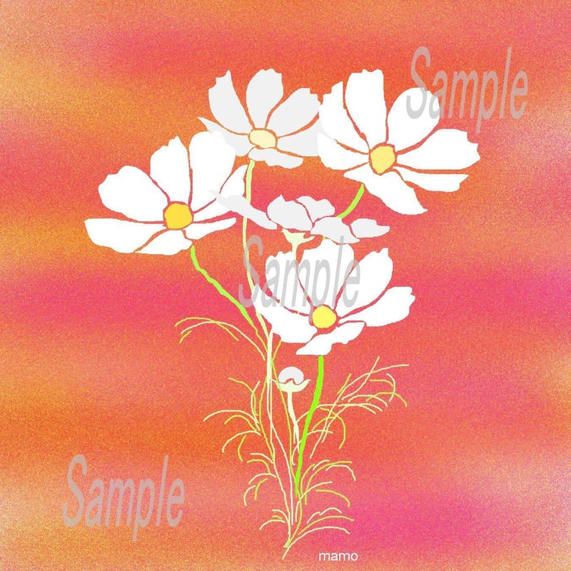 イラスト 白いコスモス A4サイズ 額入り | 小さな美術館