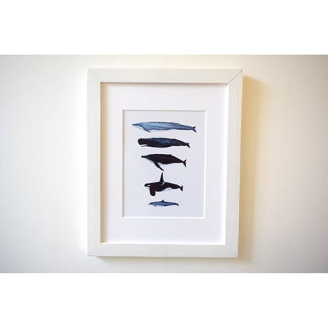 【マットプリント】　海辺の記録 “海洋哺乳類”