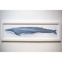 【原画】　海辺の記録 "シロナガスクジラ"
