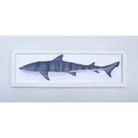 【原画】　海辺の記録 "ドチザメ"