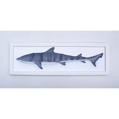 【原画】　海辺の記録 "ドチザメ"