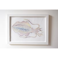 【原画】　海辺の記録 "アオリイカ"
