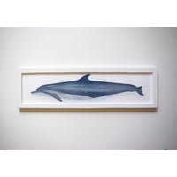 【原画】　海辺の記録 "ハンドウイルカ"