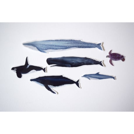 【ステッカー】アオウミガメ