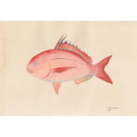 原画　食べられるお魚の絵　花鯛